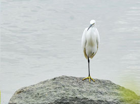 公司LOGO設(shè)計(jì),深圳標(biāo)志設(shè)計(jì)公司